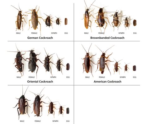 cockroach change skin|Cockroach Life Cycle: Fascinating Facts On Roaches Revealed ...
